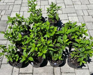 "Limelight" Perennial Hydrangea Starters in 6" Pots