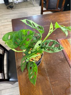 Live Swiss Cheese Monstera Adansonii Plant with Ceramic Pot (Please read full description)