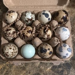 Fresh Quail Egg