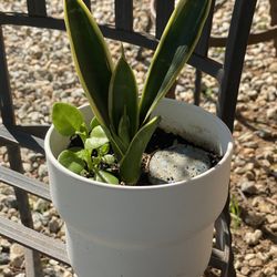 Snake Plant