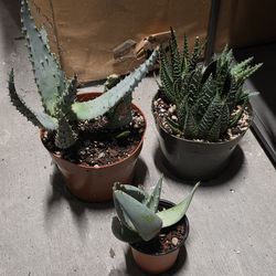 Aloe bundle 6 plants