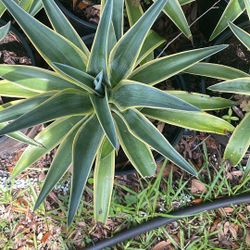 Yellow Variegated Agave 