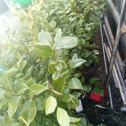 Camillias Plants Red And Pink