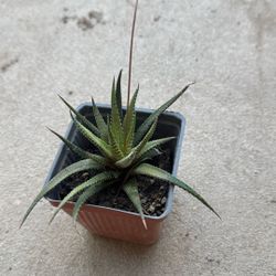 Plant