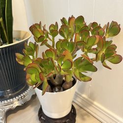 Homegrown large Green Jade Plant In White Ceramic Pot