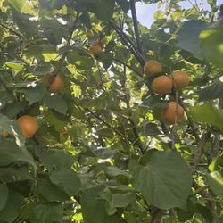 Tilton Apricot Tree 25gal 10ft