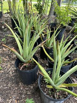 3 Gallon Aloe Vera Plants 