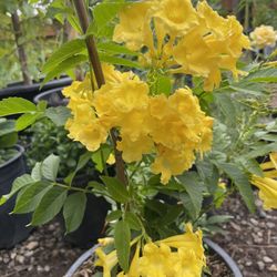 Tronadora / Yellow Flower Plant/tree