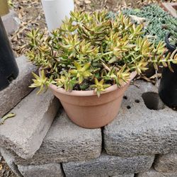 Succulents- 10" Color Pots For $10