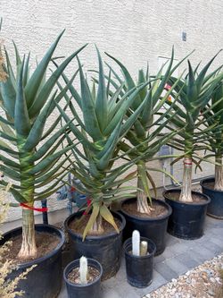 25 gal Aloe Hercules