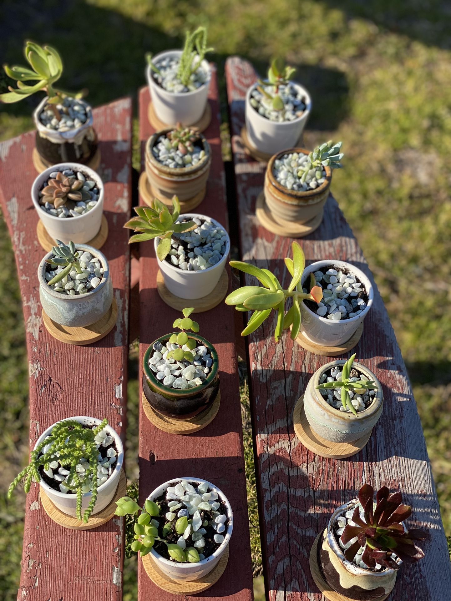 Mini Succulents/ Planter With Saucers 