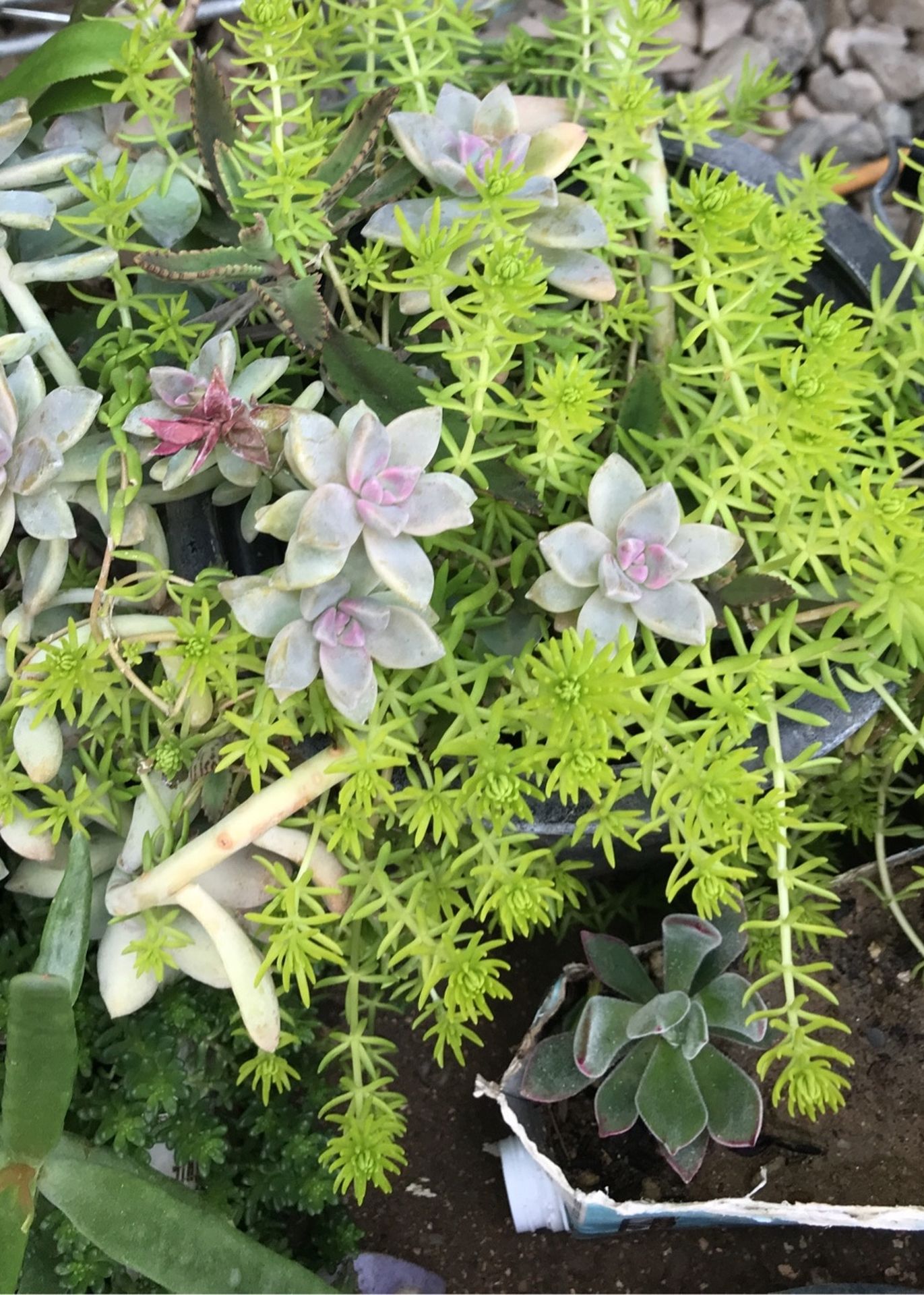 Hanging, Upright & Crawling Multiple Various Kinds Of Arrangements In A-gallon-ceramic- Pots Available