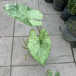 Variegated Alocasia