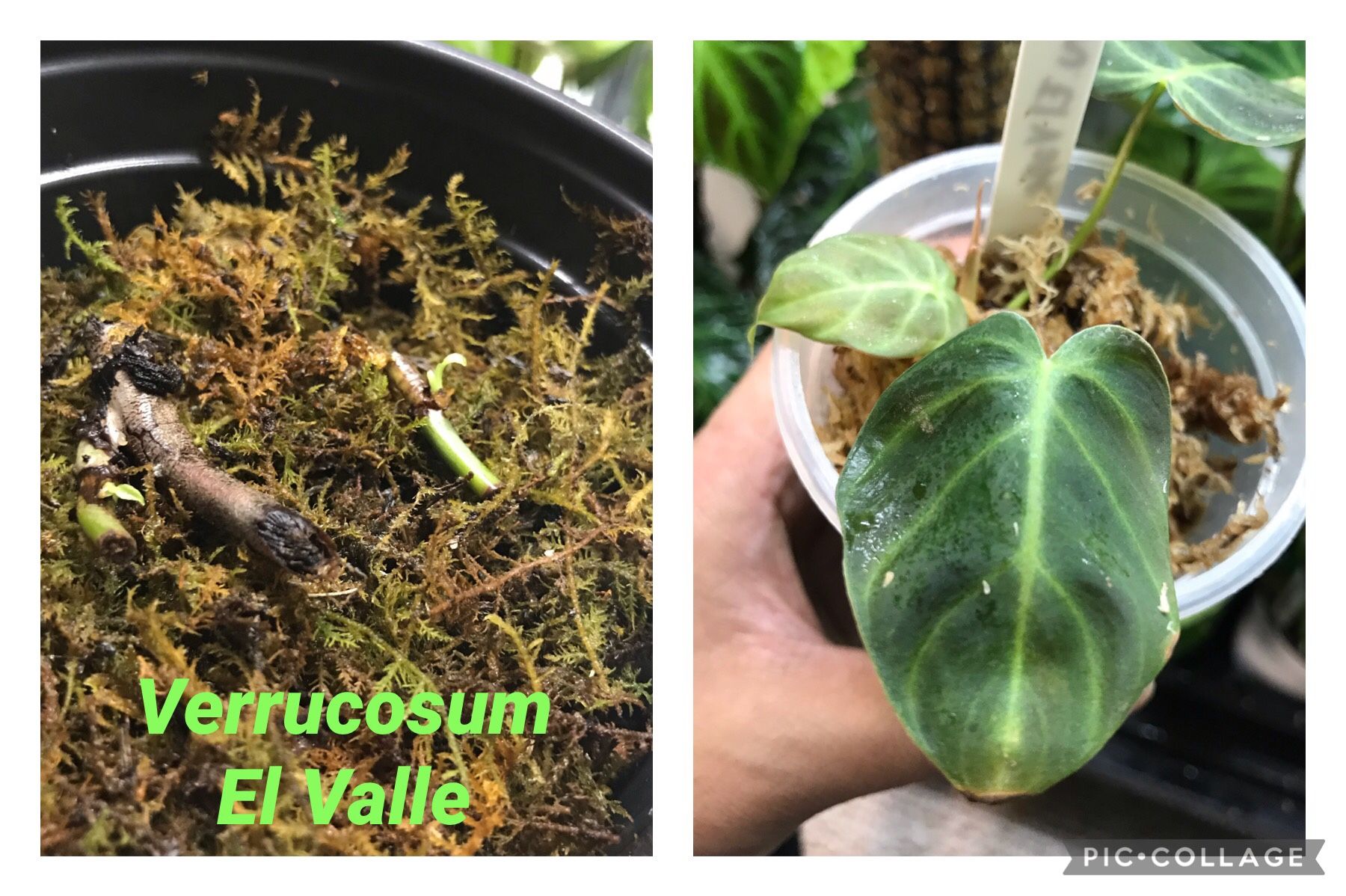 Epipremnum Pinnatum Aurea flame ( Rooting ) for Sale in Moreno Valley, CA -  OfferUp