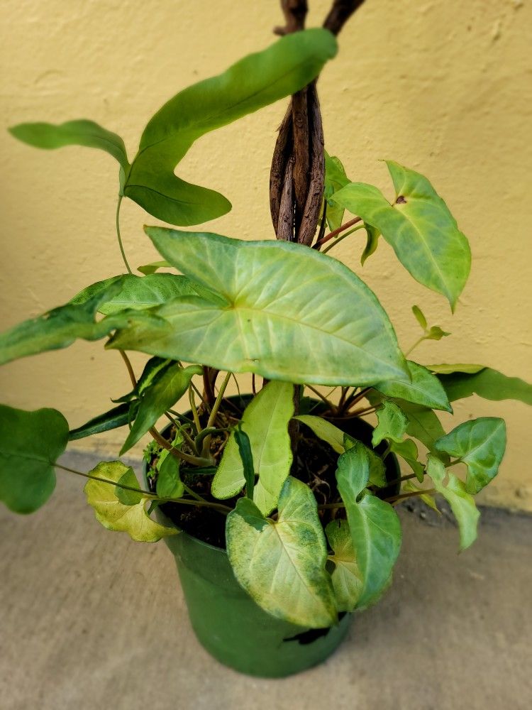 Potted Plant