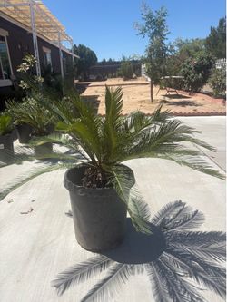 Sago palm $100.00 each