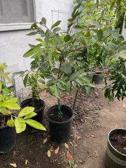 Guava Trees