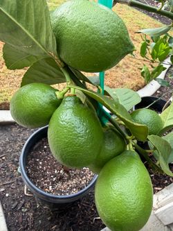 Eureka Lemon Tree over 5 feet tall