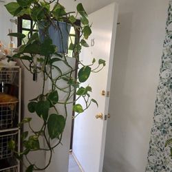 Pothos Plant