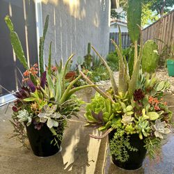 Two Succulent & Cacti Plant Arrangements -$20 Each