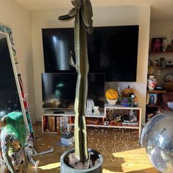 Large Cactus (6ft) – Needs Some Care / Great Project Plant