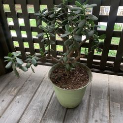 Jade Succulent Plant