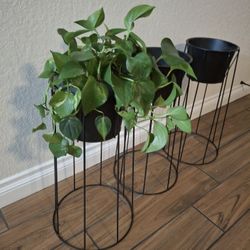 Plant Stands 