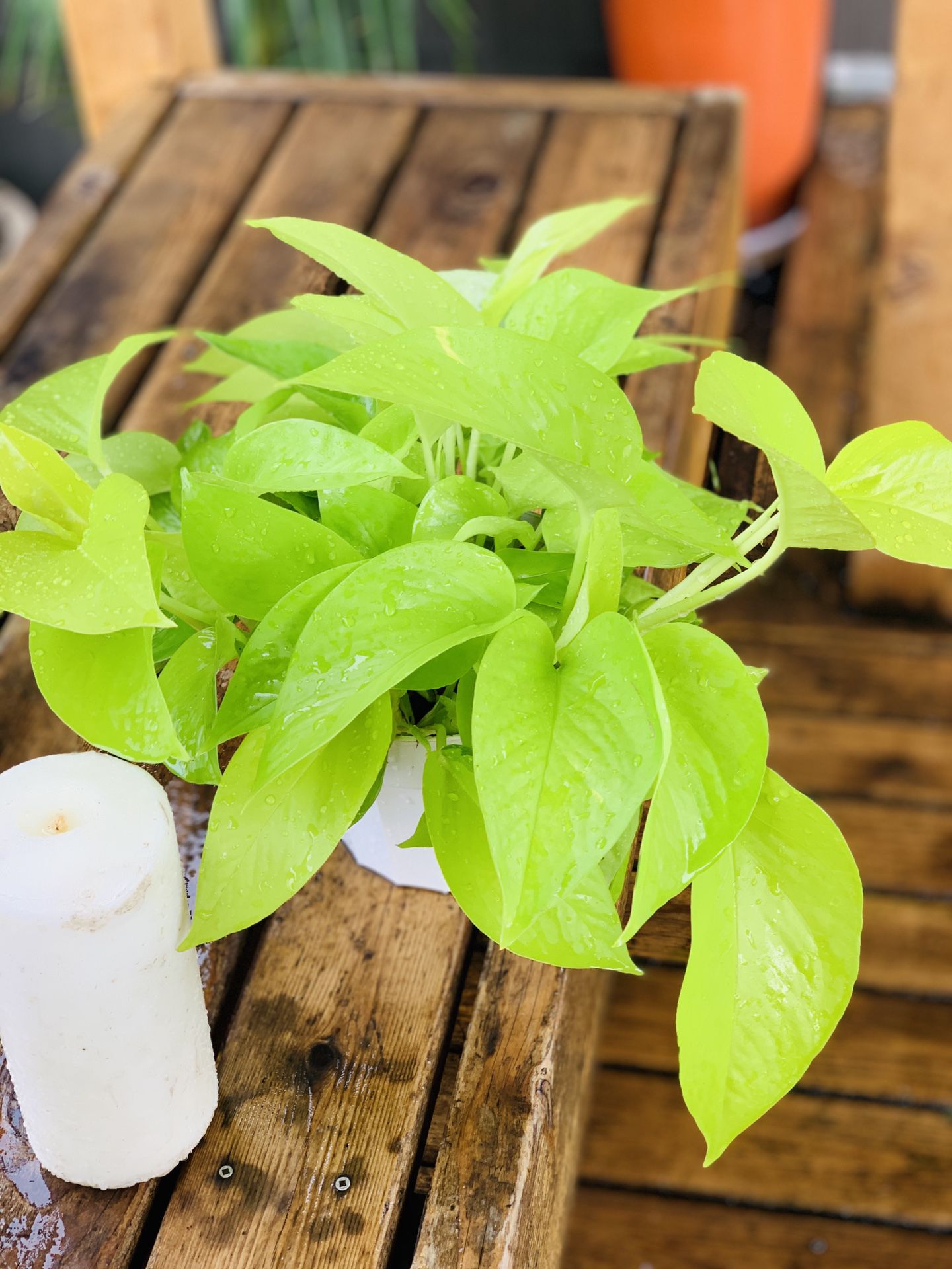 Live Indoor Neon Pothos plant in a plastic nursery planter pot—firm price