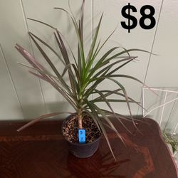 Dracaena 