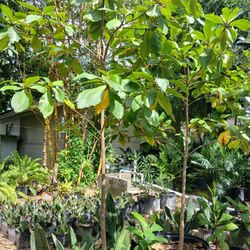 Almendro Tree 25gl 10-12ft 🌳$175