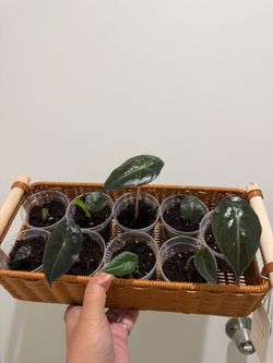 Alocasia plants for sale/trade