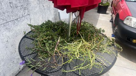two agaves Plant cuttings and two agaves