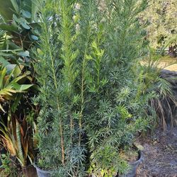 huge clusias podocarpus over 4 feet   instant privacy  Hedge  for fences 