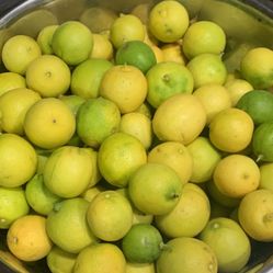 FREE- GRATIS ORGANIC MEXICAN LEMONS, RESEDA AREA