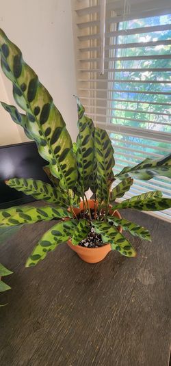 Calathea Rattlesnake
