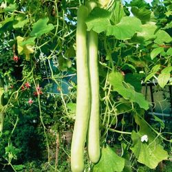Gourd , Lauki, Doodhi