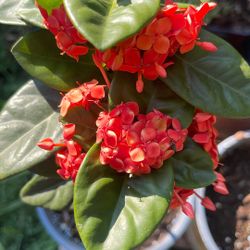 Ixora Red Plant