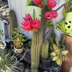 Flower Cactus 