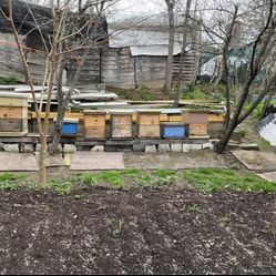 Local Honey Bees For Sale