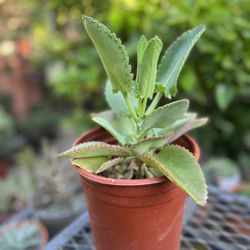 Mexican Hat Succulent