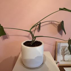 Monstera Plant With Pot
