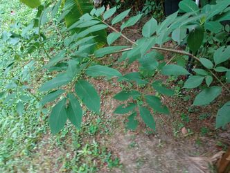 Elderberry Bush Nearly 6ft Tall Or More (pls Read Description Below)