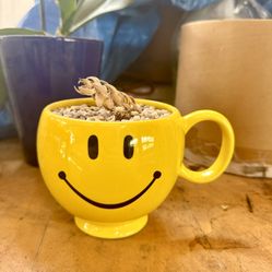 Smiley Flower Pot Mug Gardening 
