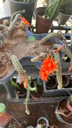 Oange color flower cactus succulent