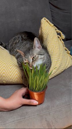 Organic Cat Grass