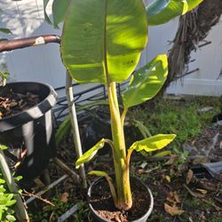 5ft Ice Cream Banana Plant 