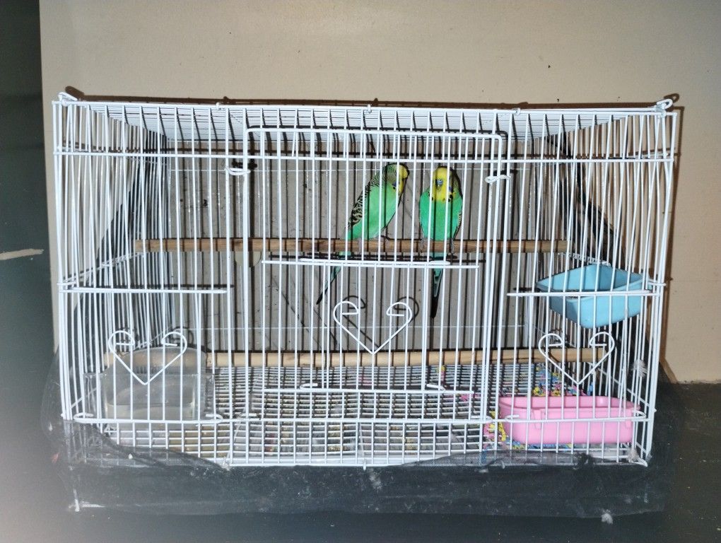 Bird Cage