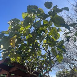 Tamarillo, Tree Tomato Or Árbol De Tomate