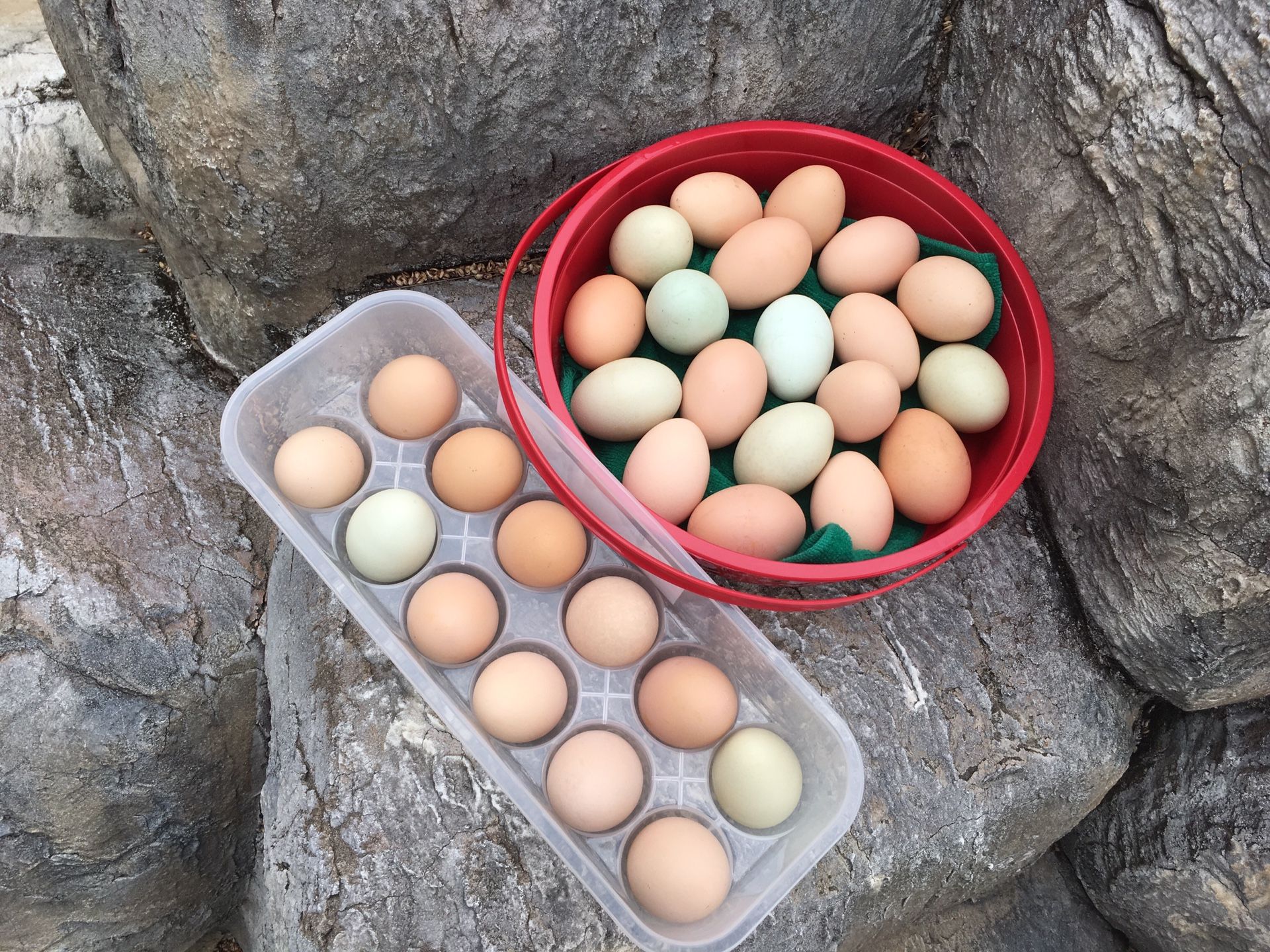 Hatching/fertile eggs for sale for Sale in Miami, FL OfferUp