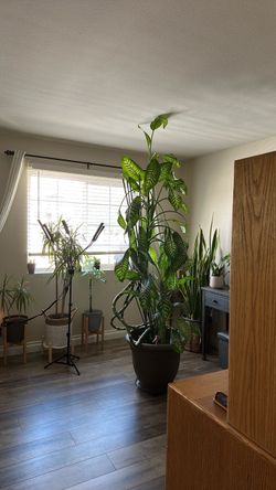 Large Dieffenbachia Plant in Dark Pot